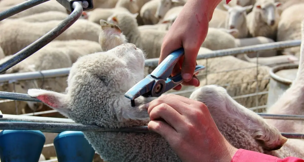 eID for Sheep and Goats in NSW: key changes