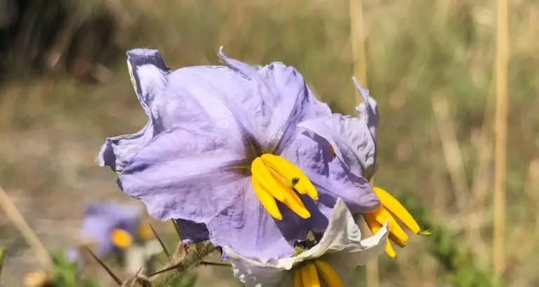 Weed “impossible to control” if containment lines break