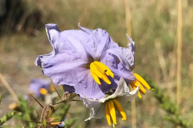 Sticky nightshade flowers have bright yellow anthers. Picture: Marita Sydes, Local Land Services,