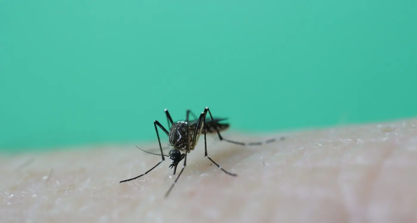 NSW Health issue another warning following JEV death