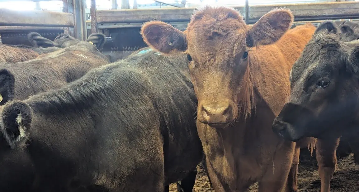 Cowra sellers score top marks