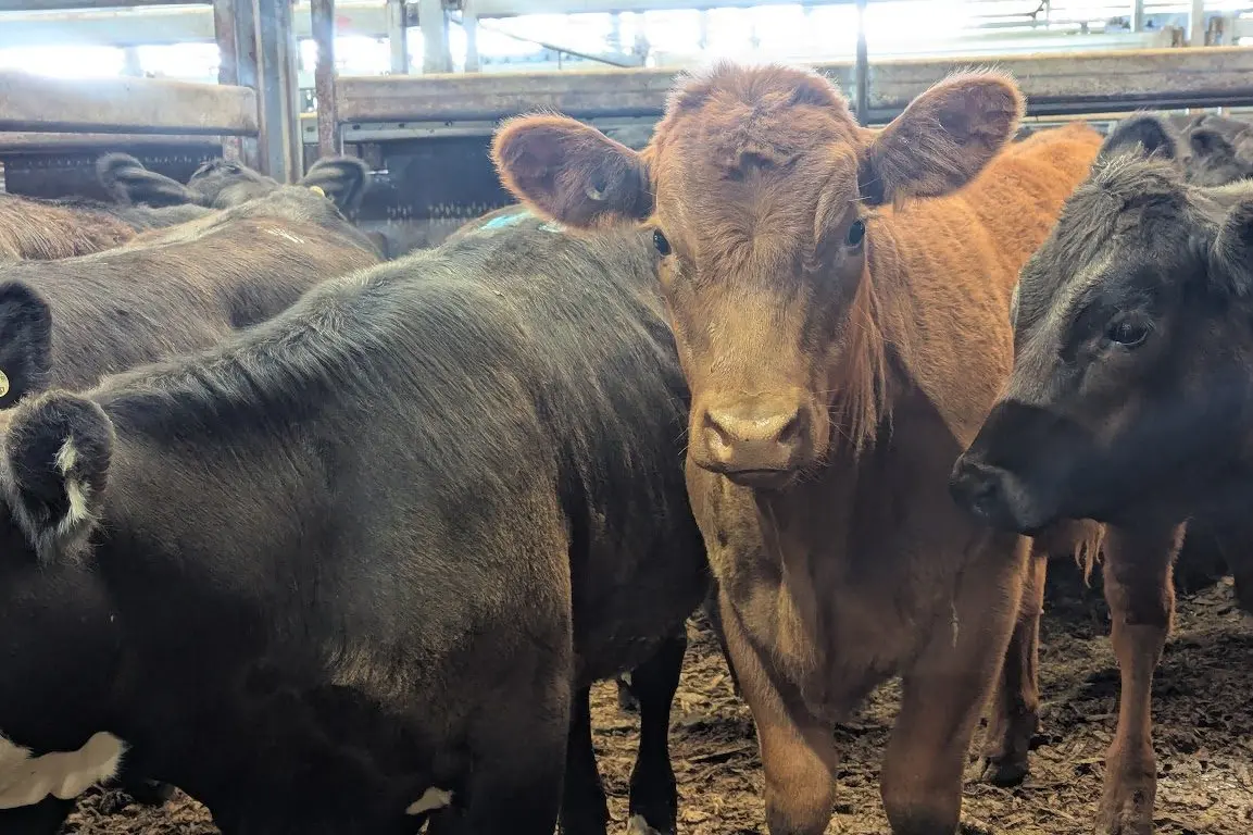 The McVicar\\u2019s pen of Angus X heifers sold for an average of $971 per head on sale day at Carcoar last Friday.