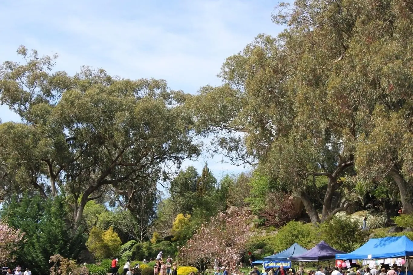 SAKURA MATSURI: The 2024 program is live. Photo contributed. 