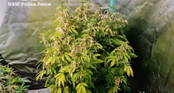 Chifley Police arrest Cowra man in operation for drugs, weapons.