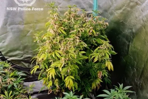 Police say they uncovered a \\'sophisticated indoor hydroponic cannabis set up\\' in Cowra. Image - NSW Police