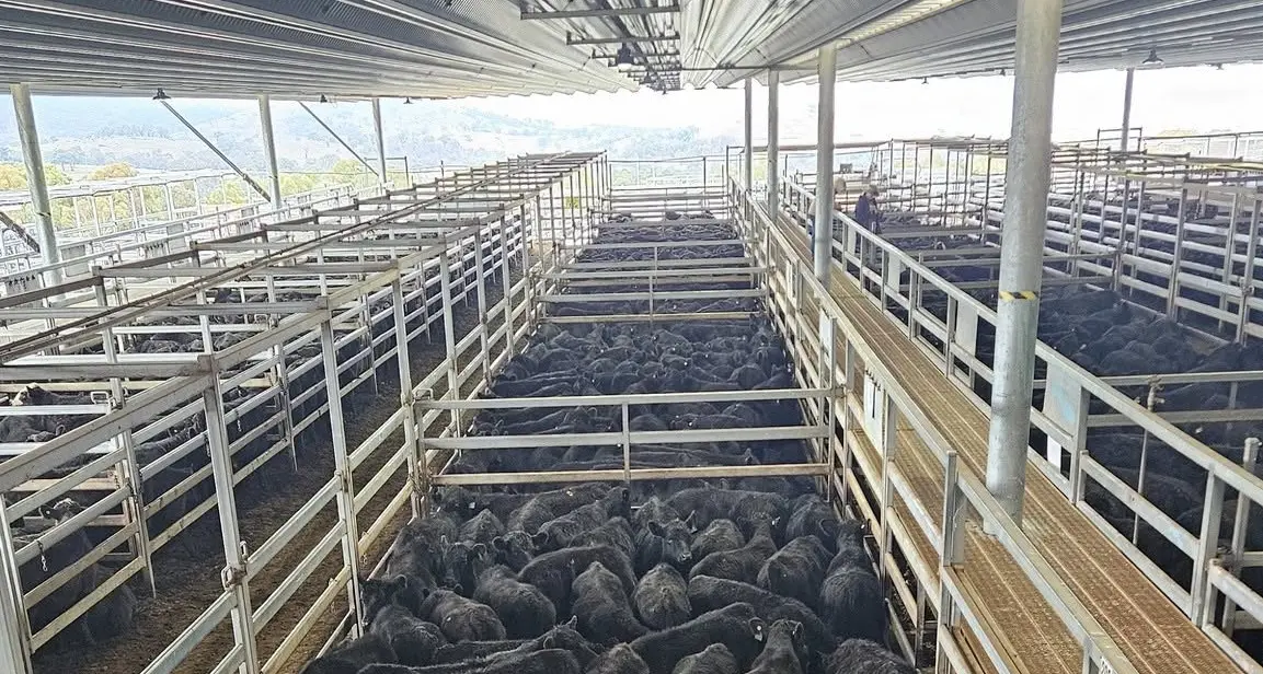 Australian beef production volumes balanced with global demand