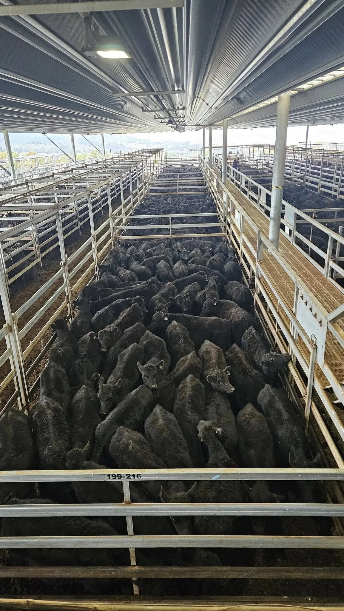 Australian beef production volumes balanced with global demand