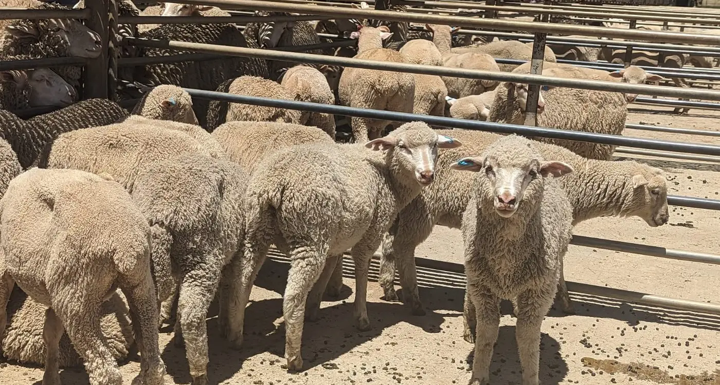 Cowra saleyards report, February 26