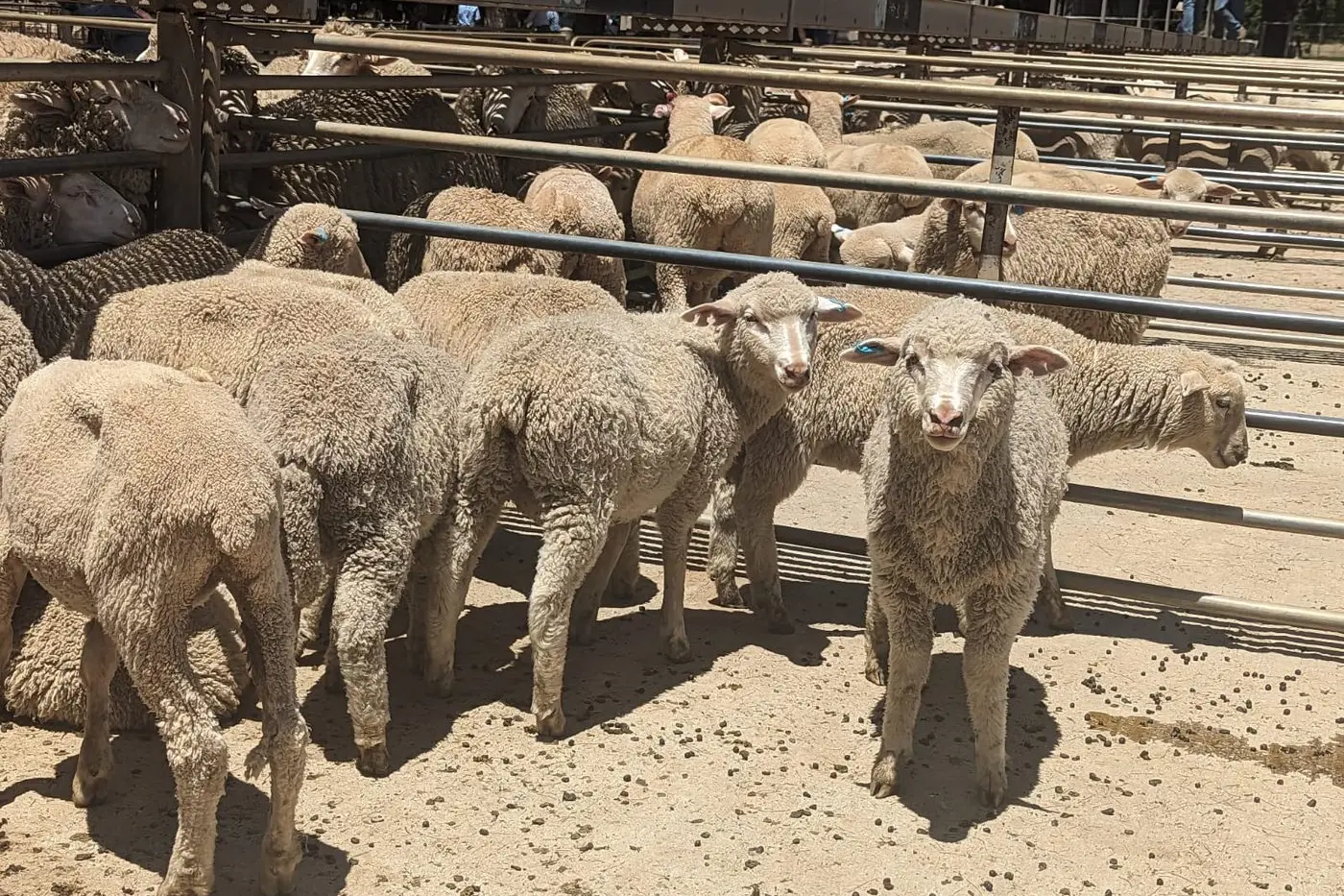 Stock at Cowra Saleyards. Photo Dan Ryan.