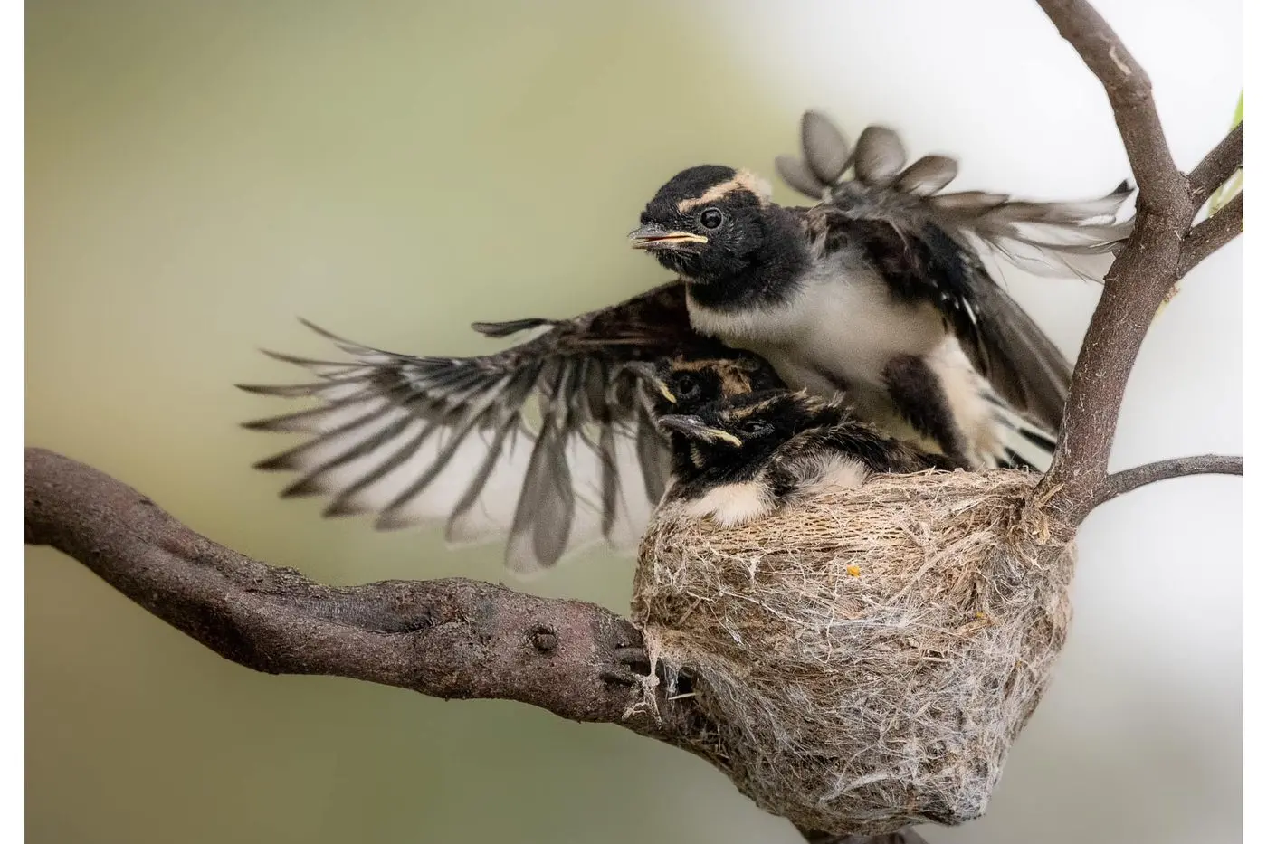 Open Section 1st Place \\u201CTime to Fly\\u201D by John Young. What a spectacular photo, with such detail. Well done John.