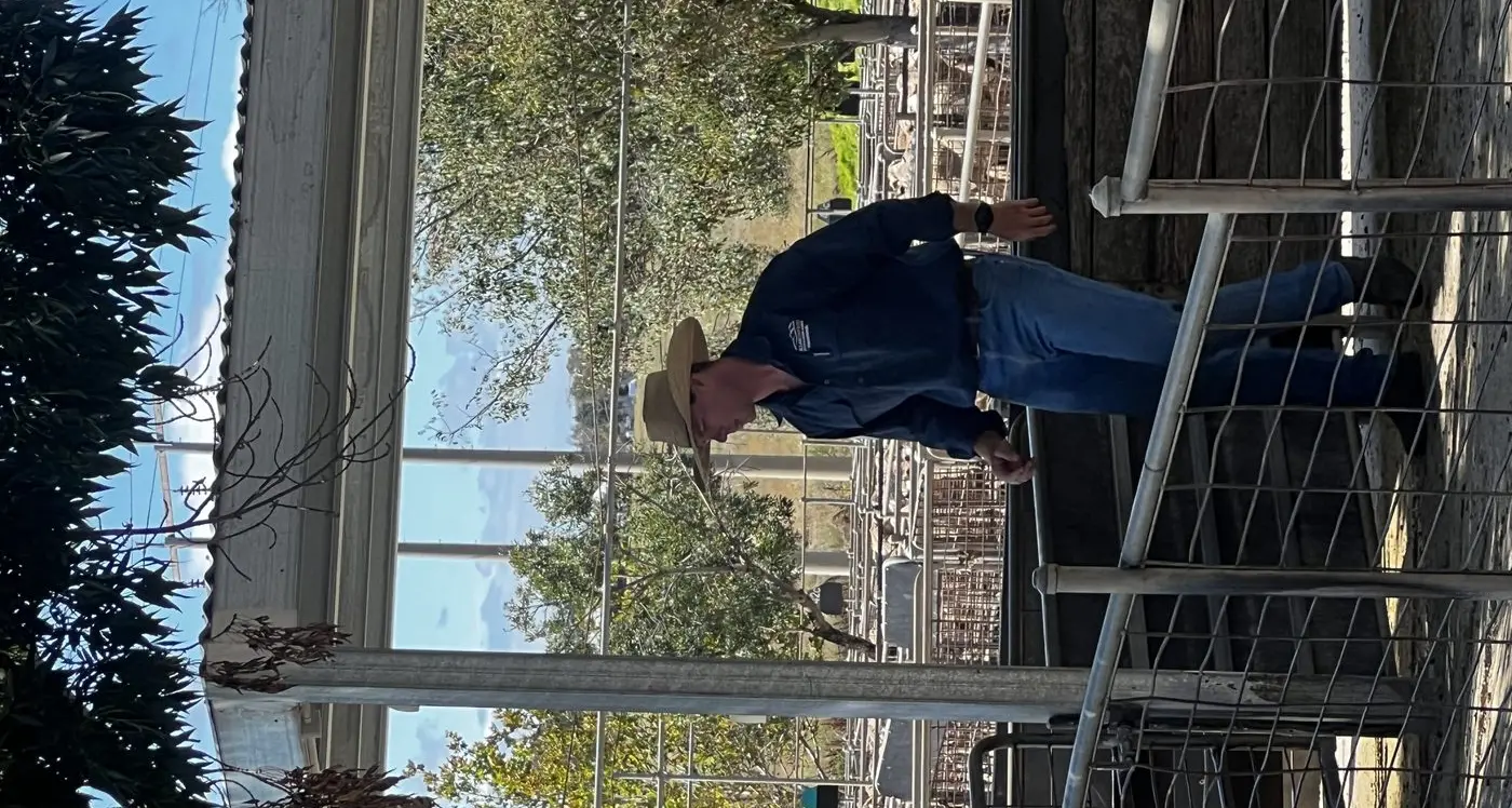 Cowra saleyards off to a 'strong start'.