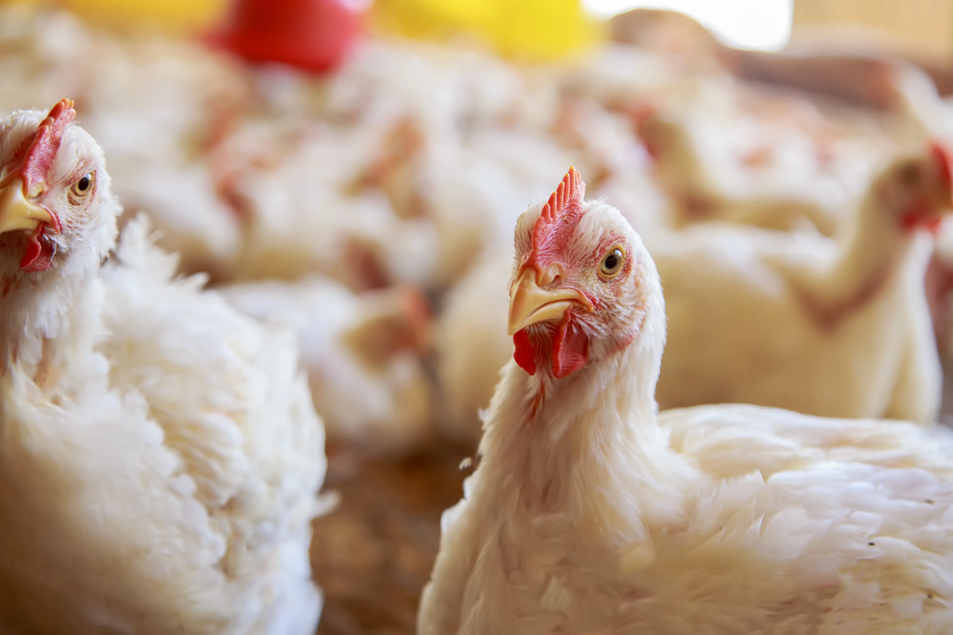 <p>The NSW Department of Primary Industries and Regional Development are calling on locals to keep an eye on their poultry for signs of avian influenza. PHOTO: File</p>\\n