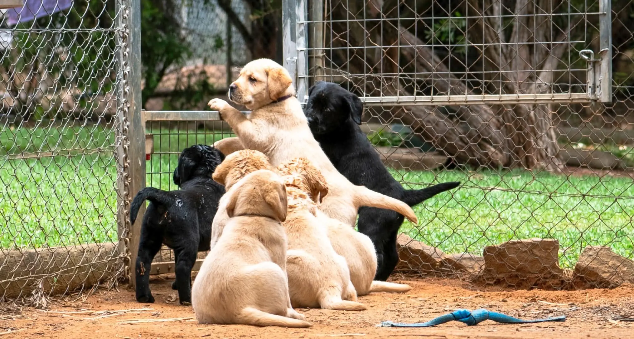 Cracking down on puppy farming