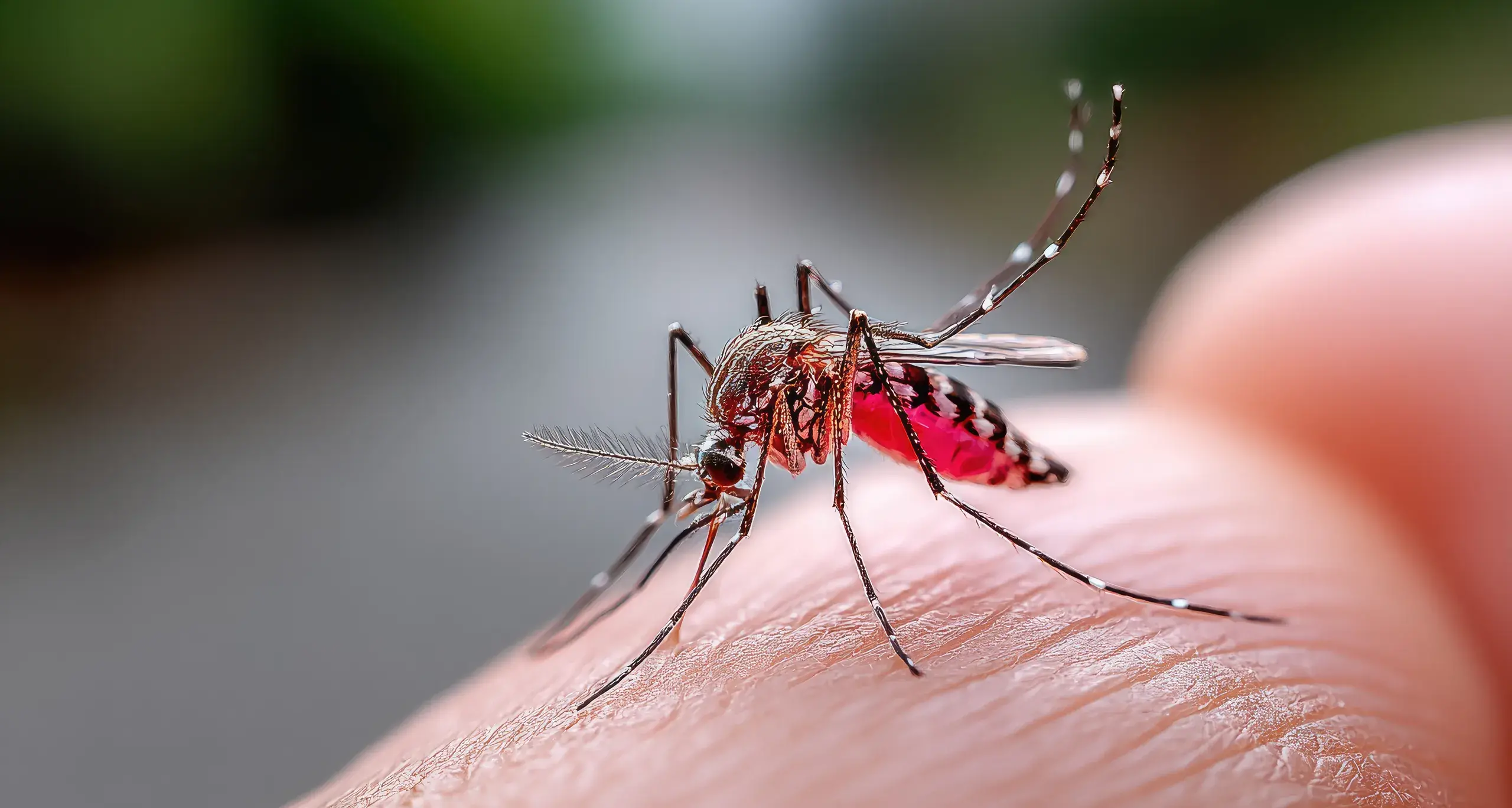 Kunjin virus detected in Cowra