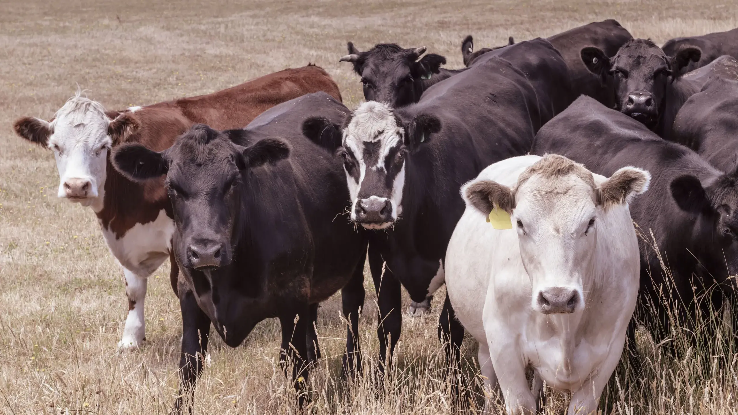 Producers: plan ahead for a stress-free festive season