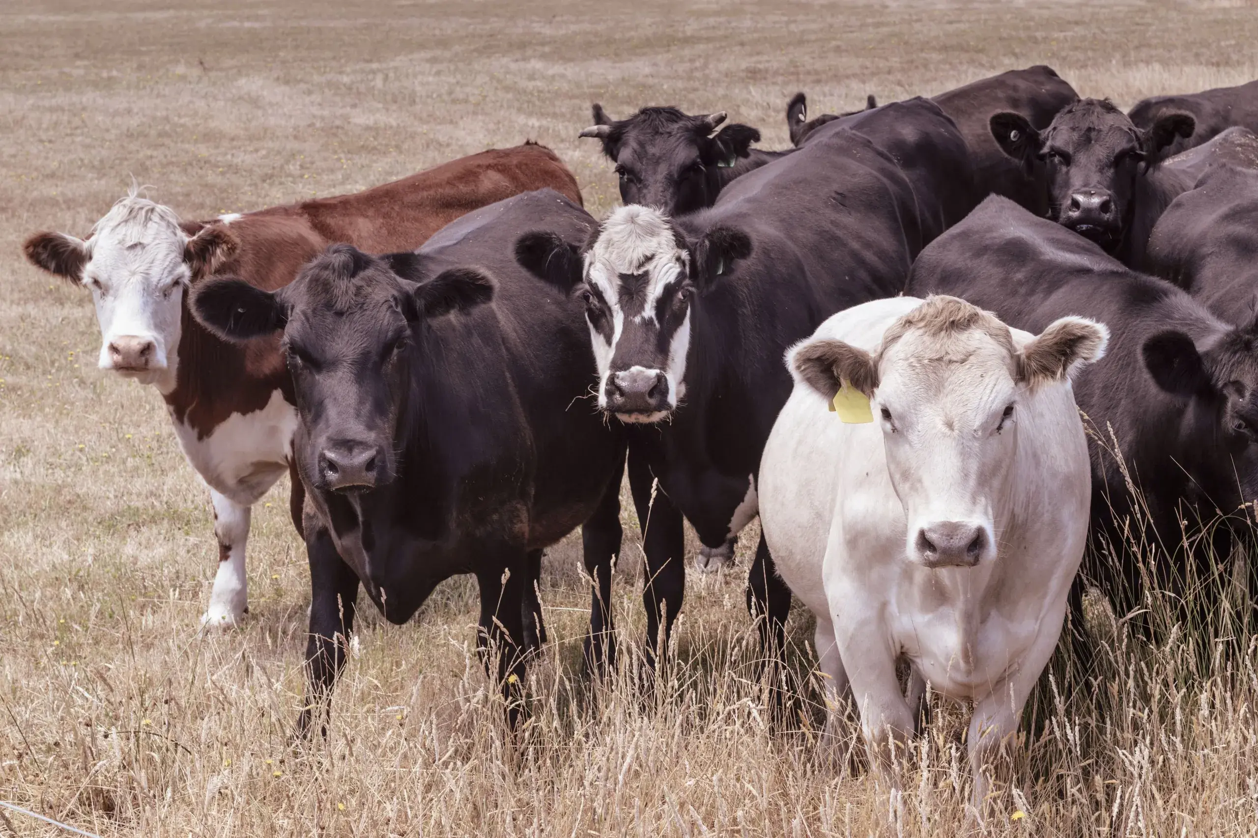 <p>Local Land Services said a little planning goes a long way during the holiday season. PHOTO: Supplied</p>\\n