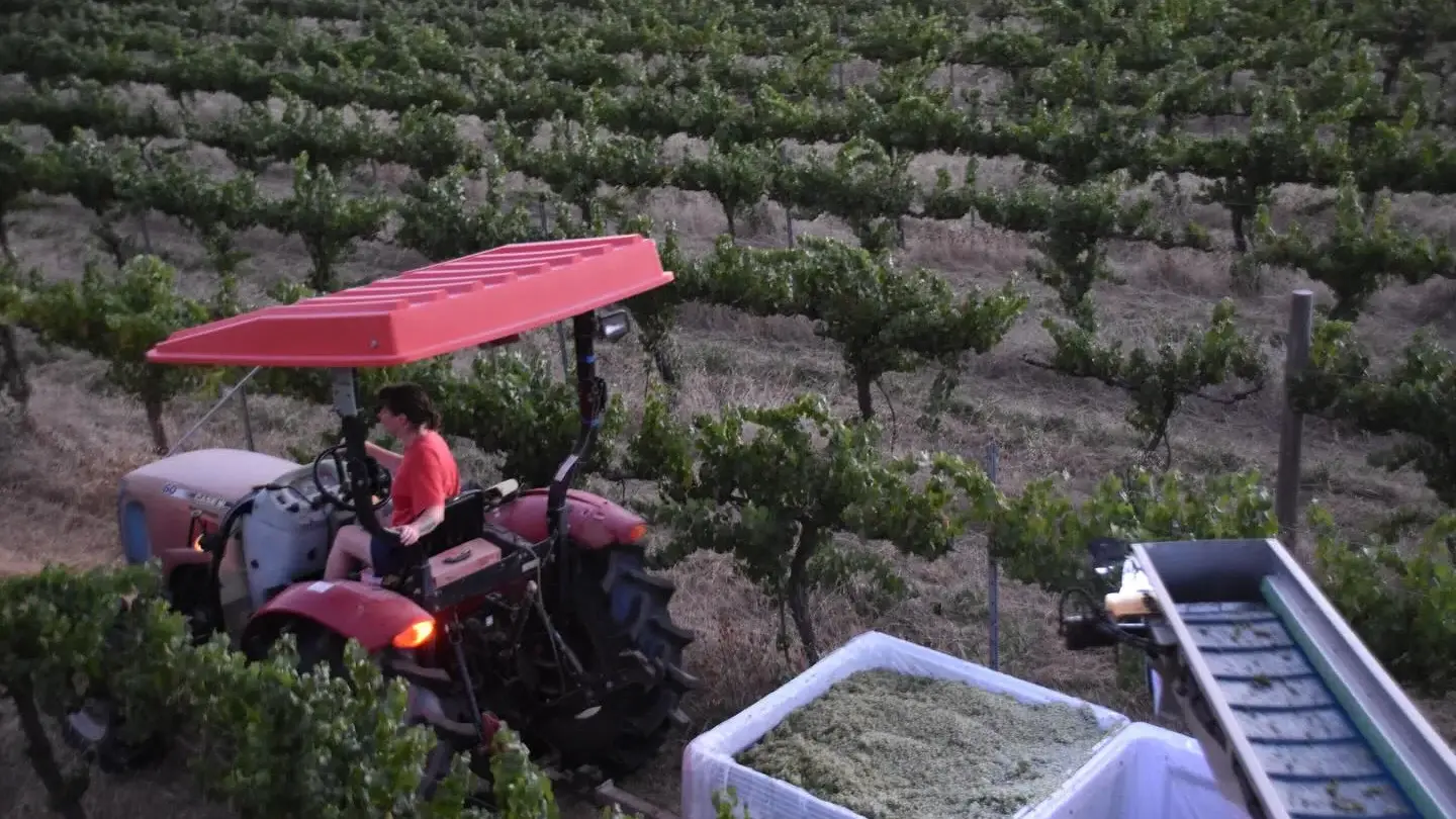 Harvest starts early but hopes are high for Rosnay's 2026 vintage