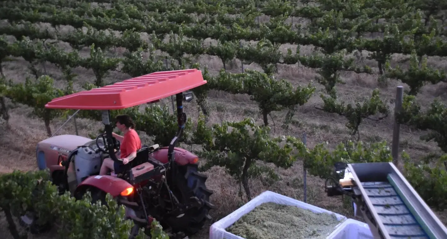 Harvest starts early but hopes are high for Rosnay's 2026 vintage