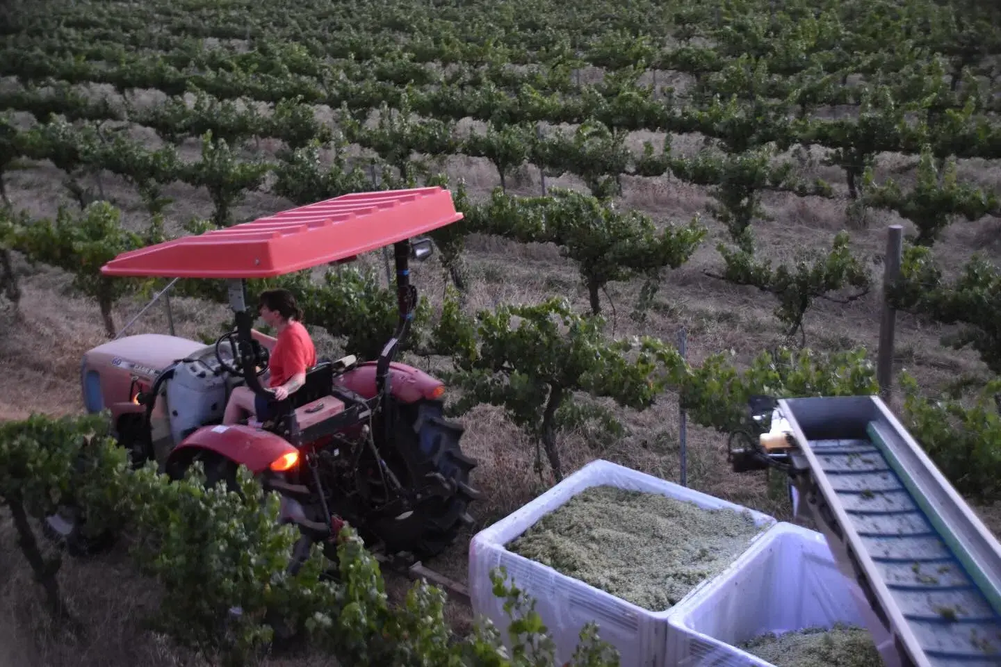 <p>Rosnay Organic was in full swing harvesting their Chardonnay. PHOTOS: Rosnay Organic</p>\\n