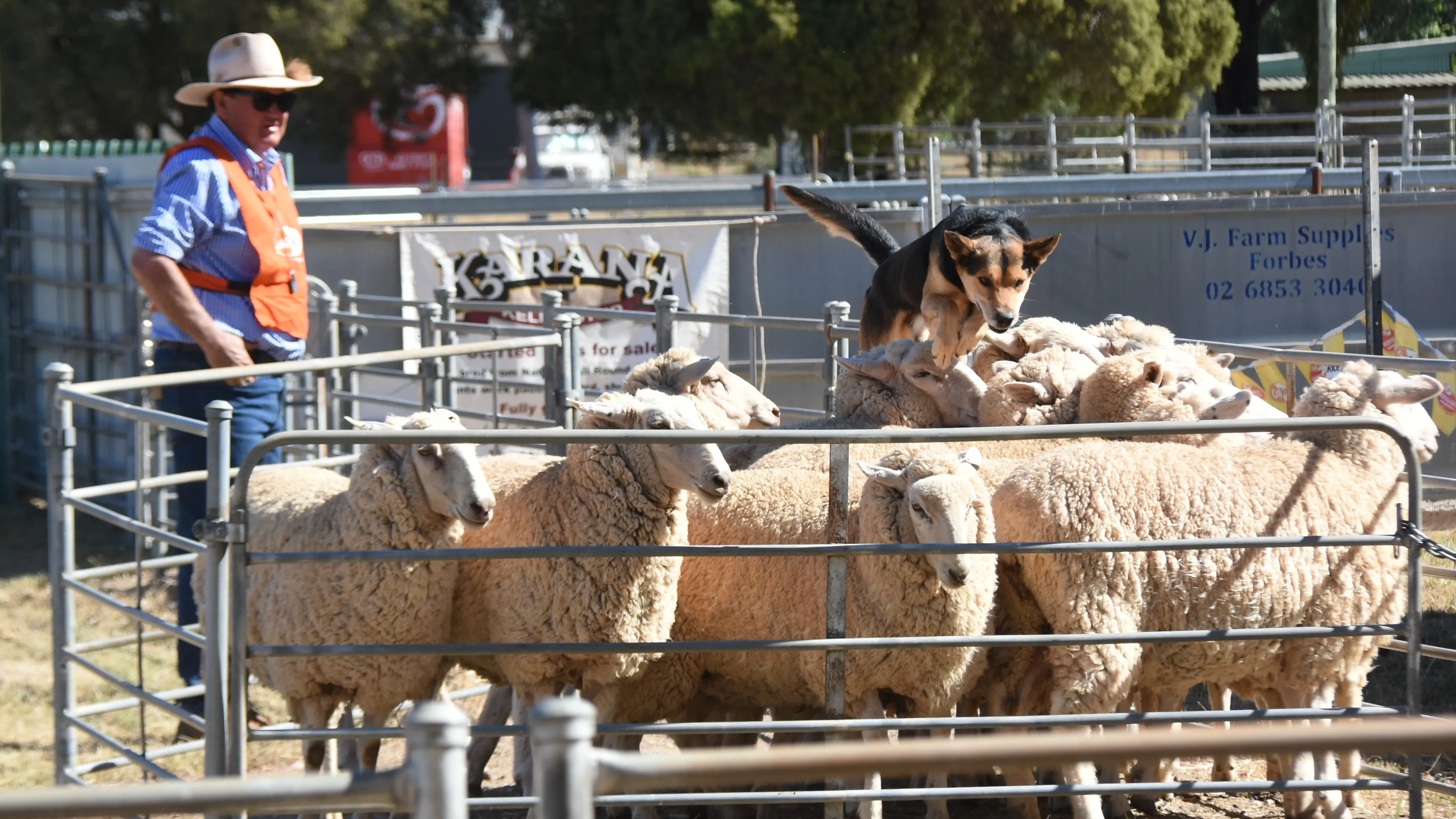 Best put to test in Eugowra as Eugowra hosts State utility dog championships