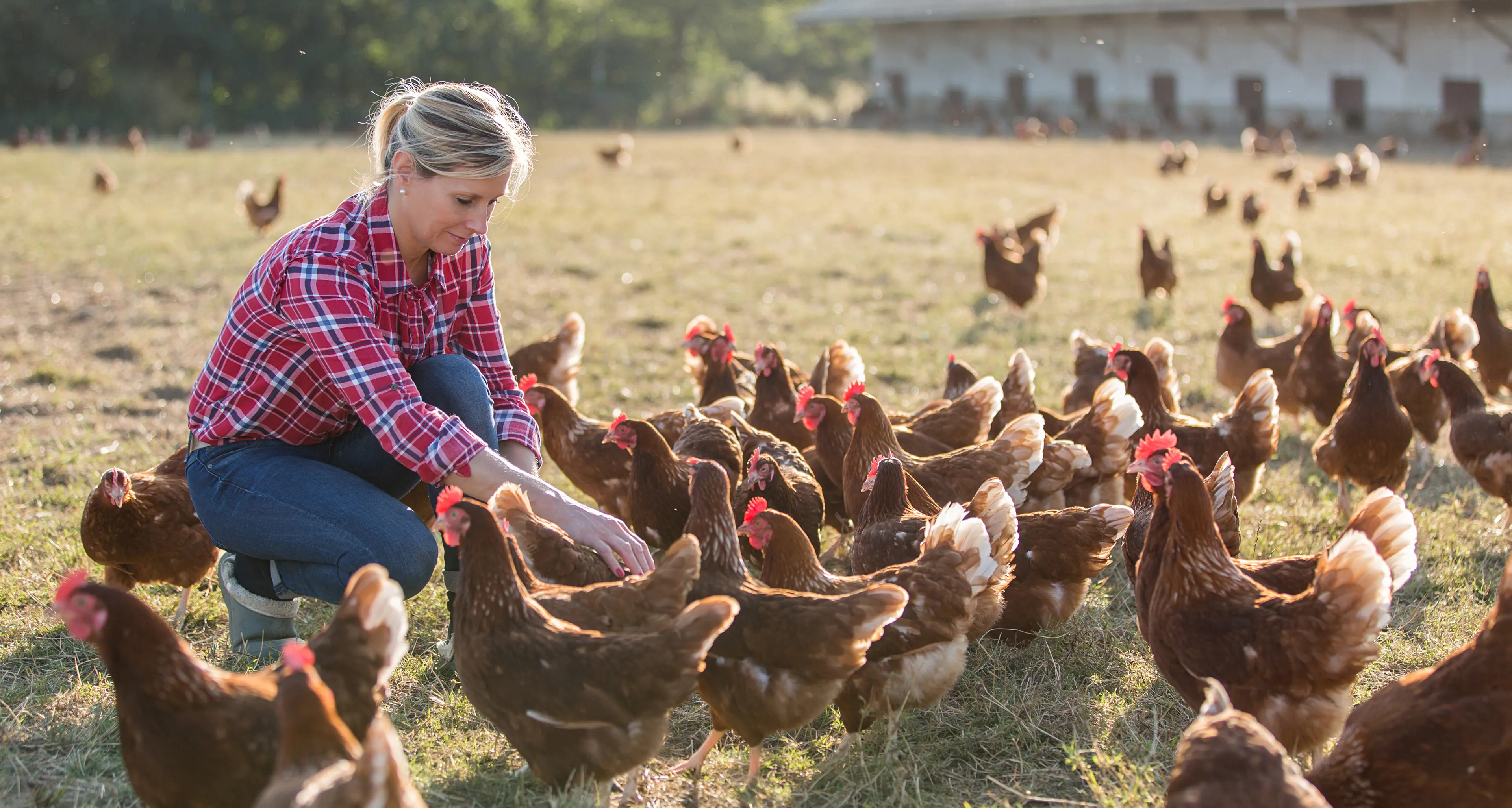 Bird flu detection sparks biosecurity concern