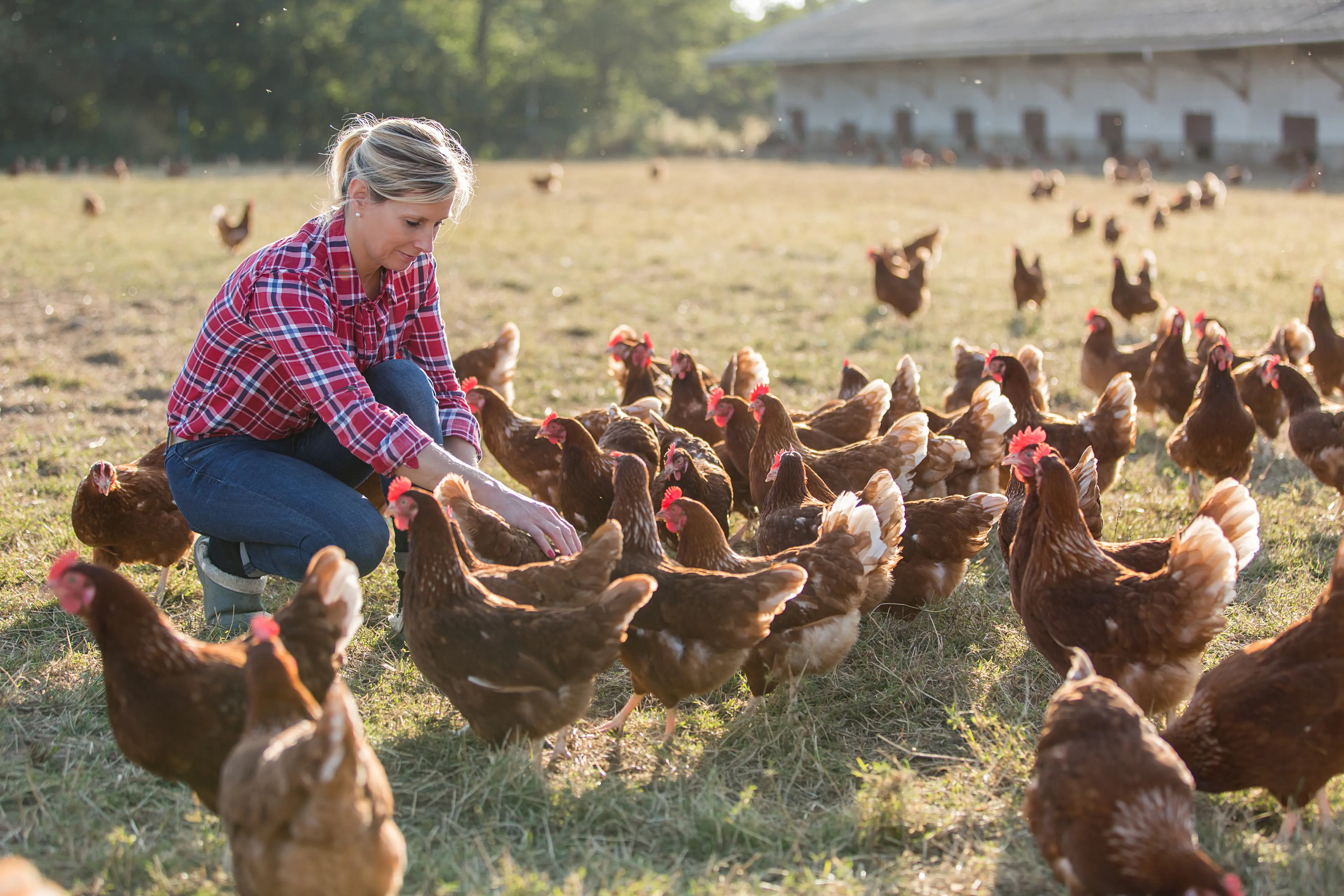<p>female farmer looking for eggs</p>\\n