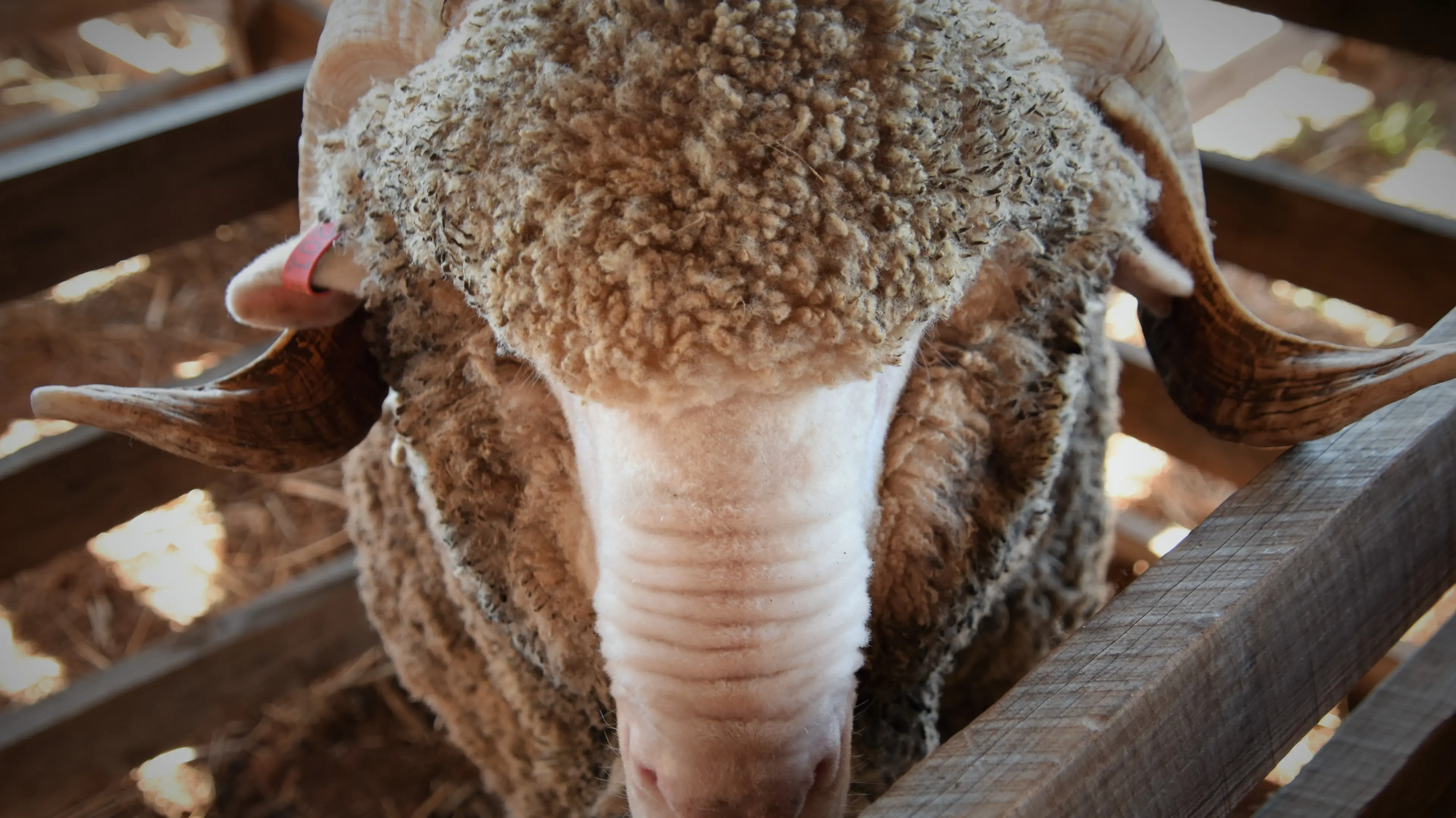 Farmers back call for veterinary telehealth