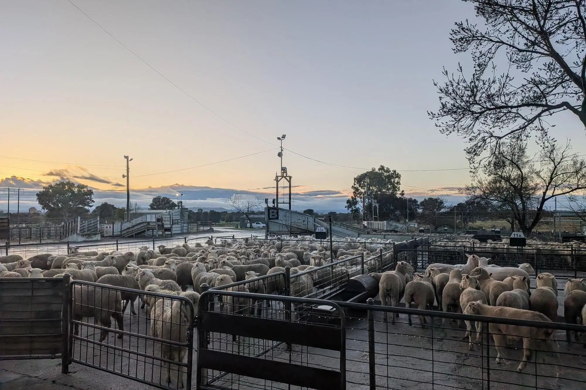 <p>For Cowra producers, the recent run of prices has provided several significant results.</p>\\n