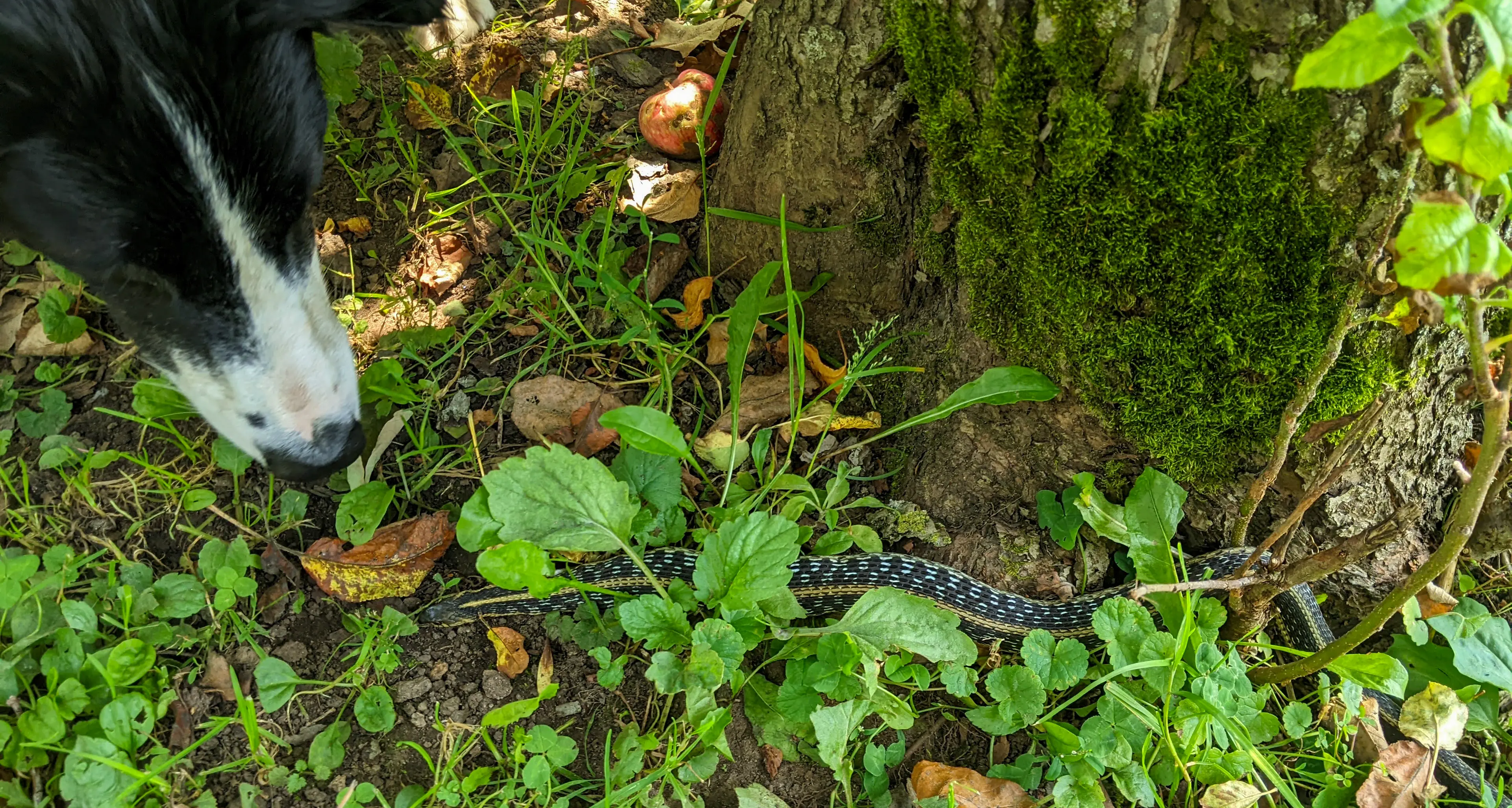 Keeping pets safe as snake season approaches
