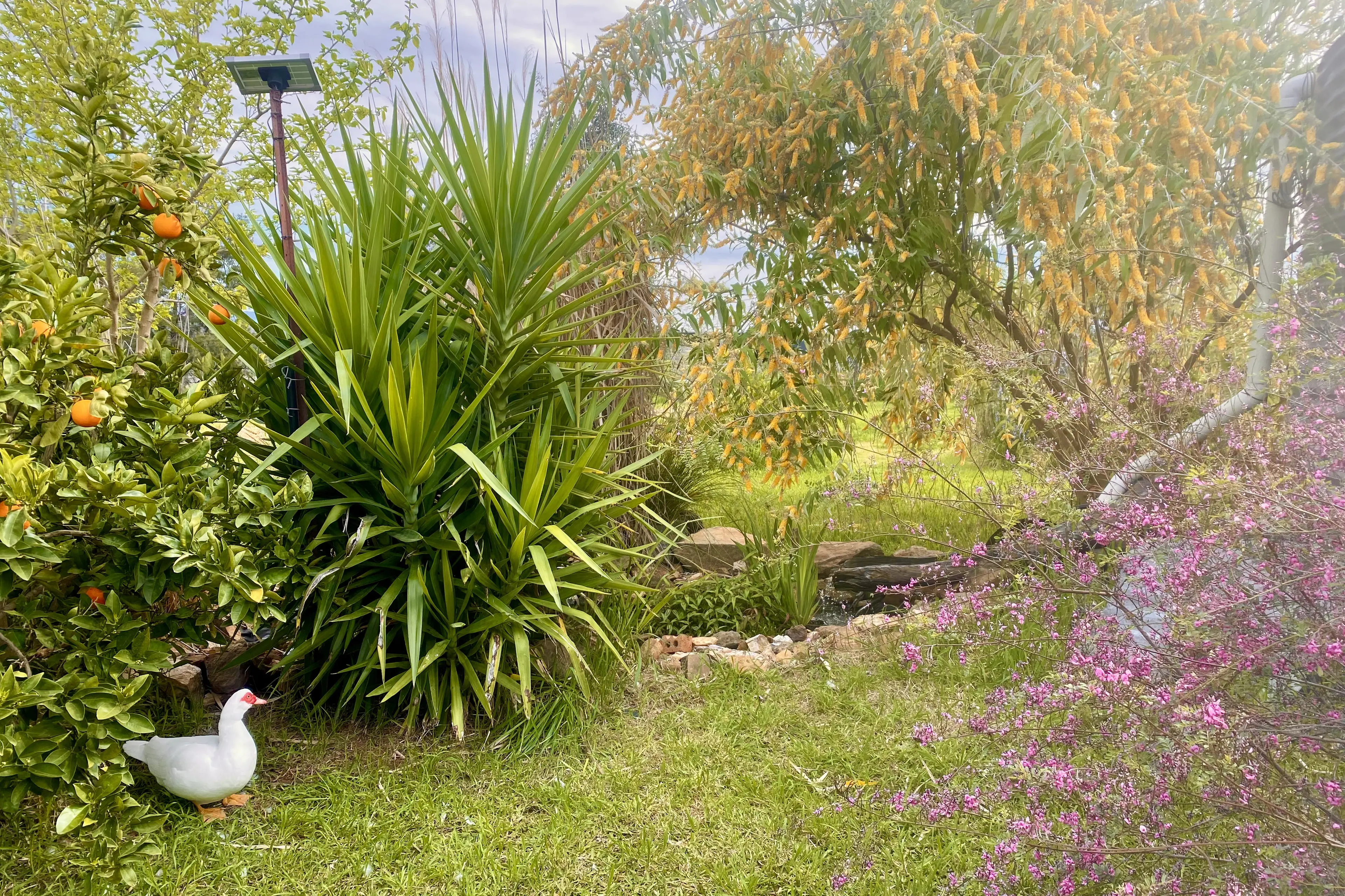 <p>Ms Scott\\u2019s garden seven years later.</p>\\n