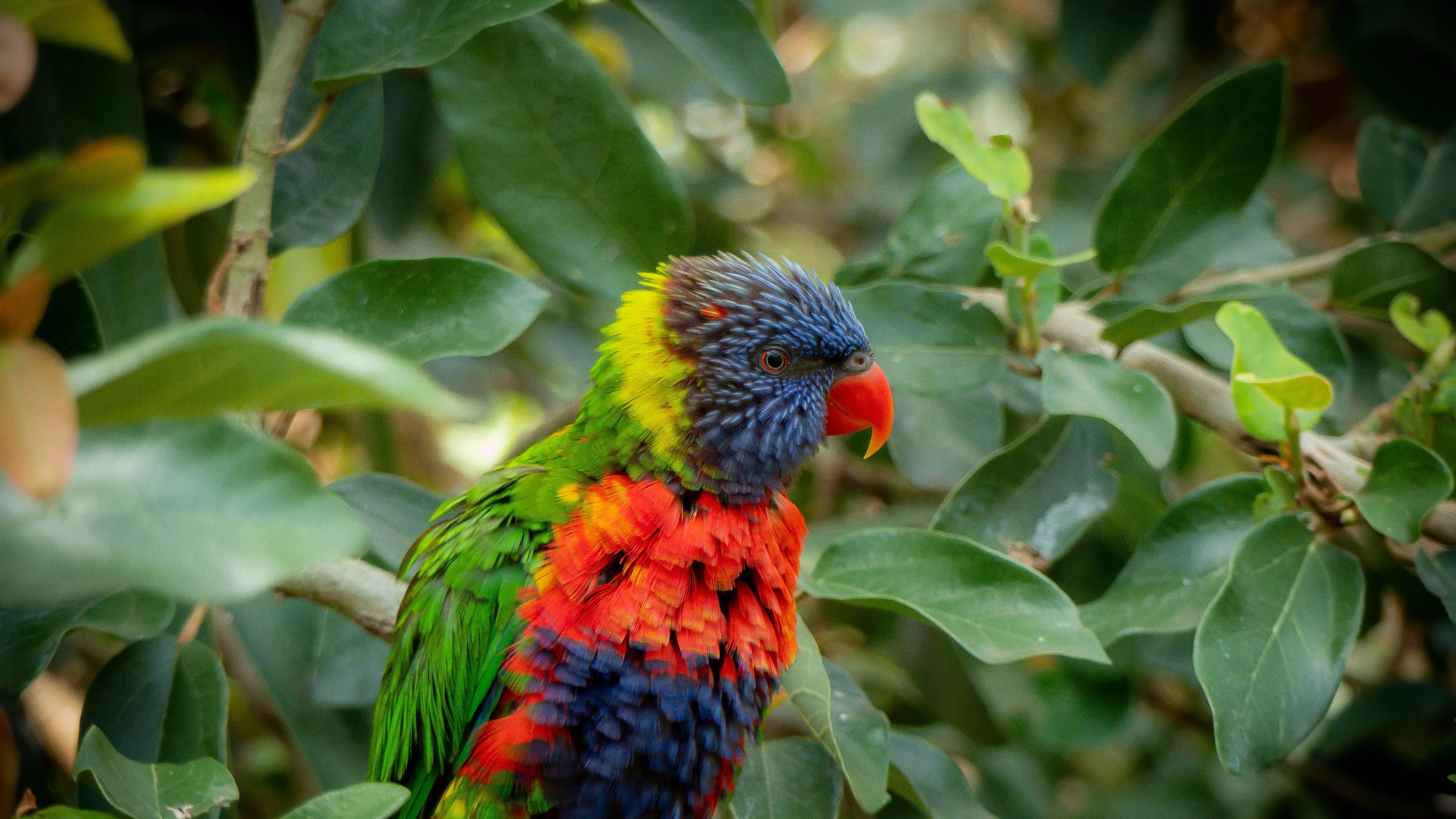Counting birds for conservation