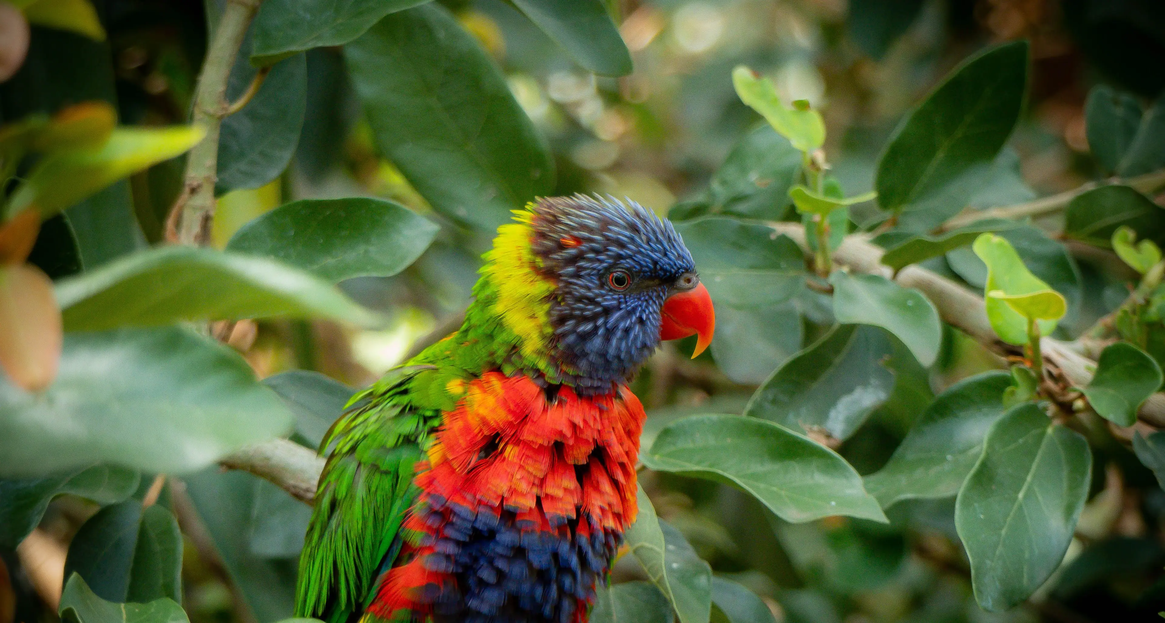 Counting birds for conservation