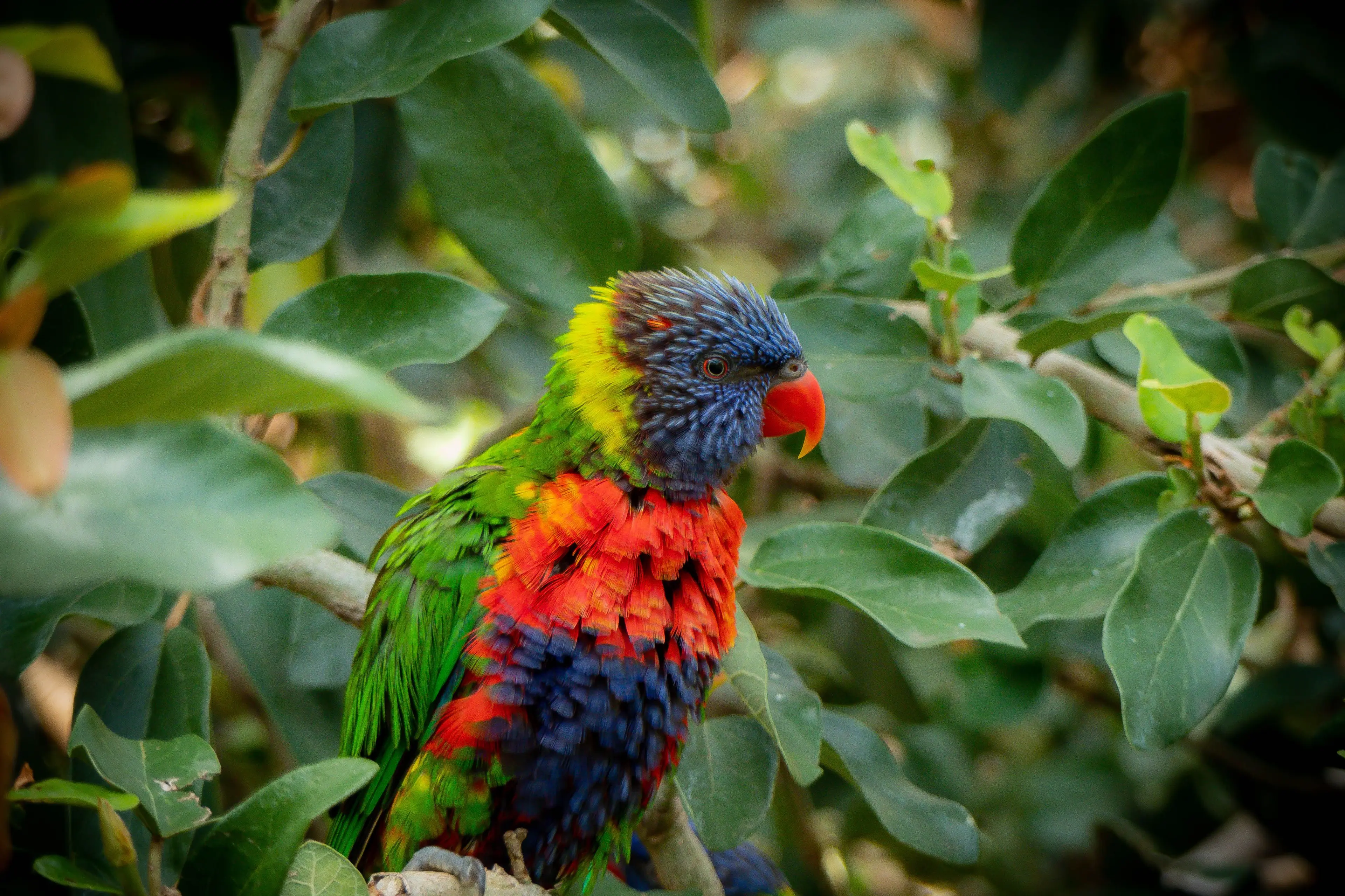 <p>The Aussie Bird Count calls for citizens to participate in recording birds in their local area. PHOTO: Lauris Rozentals/PEXELS</p>\\n